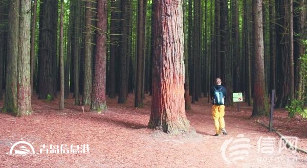 新西蘭各類福利：?jiǎn)紊砀改该恐芏寄堋邦I(lǐng)工資”