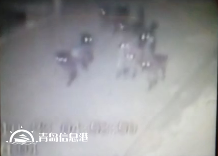 膠州現(xiàn)不明身份兇猛動(dòng)物組隊(duì) 夜襲村莊看門狗