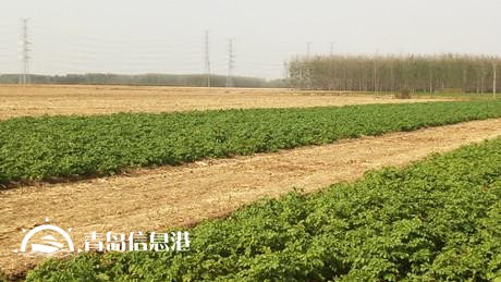 膠州現(xiàn)不明身份兇猛動(dòng)物組隊(duì) 夜襲村莊看門狗