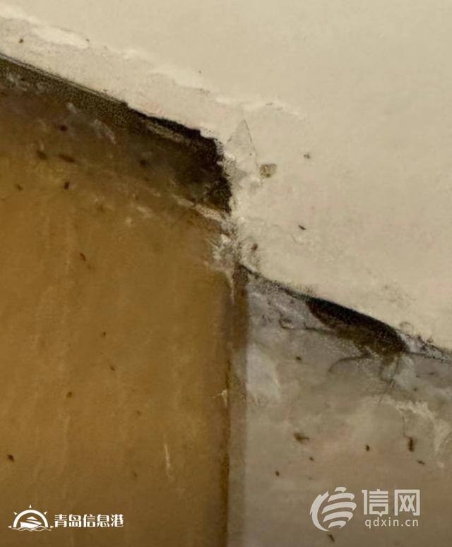 “不要總想著訛點什么“ 顧客投訴住宿遇蟑螂遭店方回懟