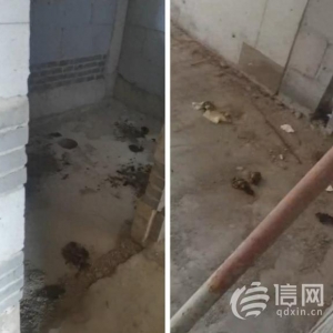 雙利東旭未來(lái)城延期交房 開(kāi)發(fā)商稱將于明年集中交付